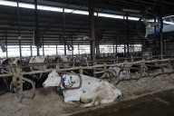 Ganadería exige a Planas que "cierre fronteras" ante la reapertura de Francia, que no ha controlado completamente la DNC