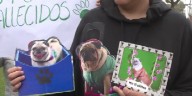 Vecinos de San Isidro reclaman justicia por muerte de mascotas tras envenenamiento en parques