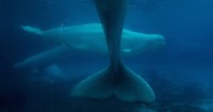Marineland decries Ottawa decision to bar export of remaining beluga whales to China
