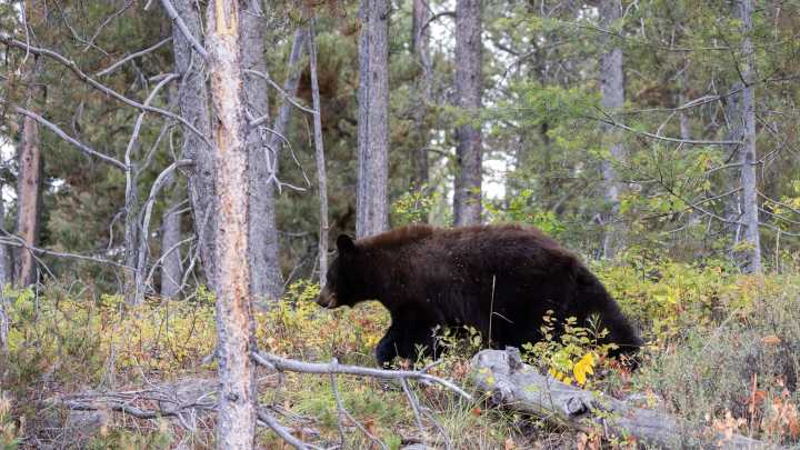 Solo hiker walks out unassisted after bear attack north of Tetonia