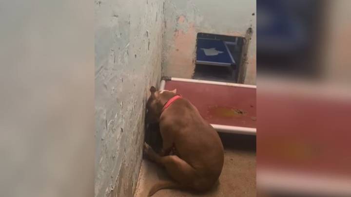 New Jersey Pitbull Had A Heartbreaking Breakdown In Kennel After Her Family Walked Away