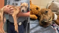 Three Dogs In California And Florida Are Saved From Trauma And Given A Second Chance