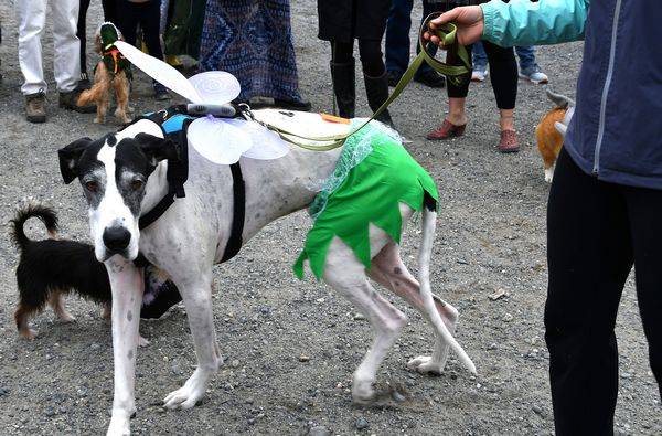 20th annual Halloween Howl Oct. 18 at Marina Beach Park