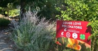 Washington State University to receive state grant for bee program