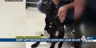 Puppy found malnourished in Nebraska City field given new lease on life