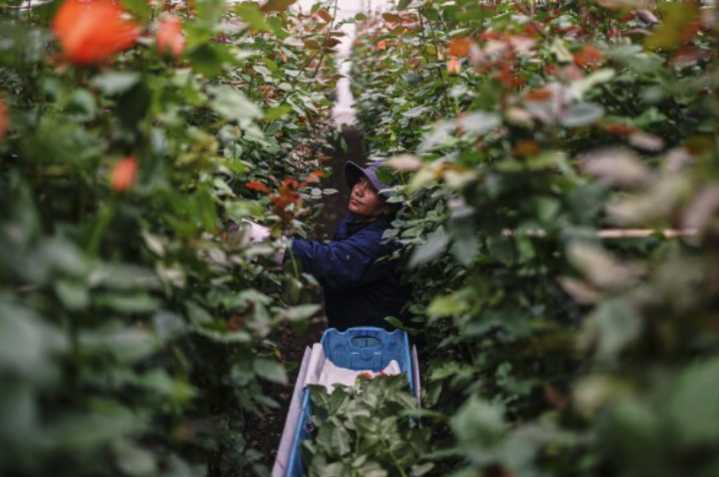 Aranceles de Estados Unidos podrían golpear a los exportadores colombianos de café, flores y manufacturas