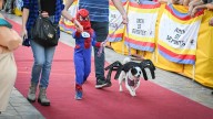 Con disfraces, música y premios, se viene un nuevo desfile de mascotas