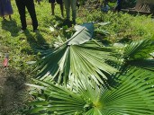 Two killed in yet another elephant attack