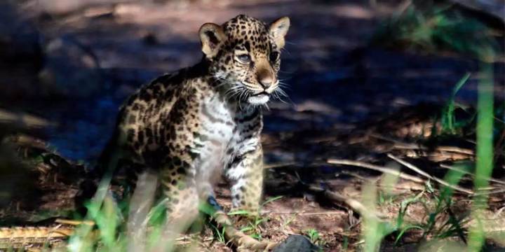 Yazu, bebé jaguar y esperanza de salvación de su especie