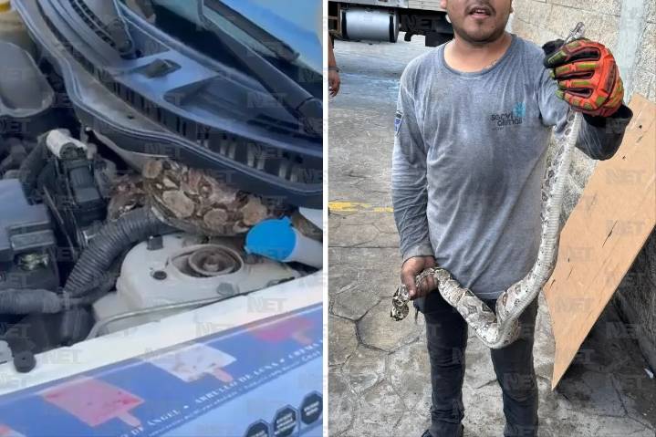 Video: Llevan camioneta al taller y encuentran serpiente en el motor