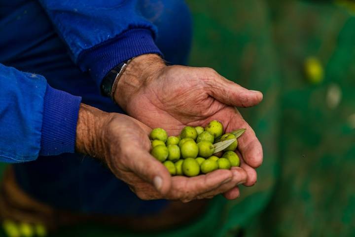 El aceite de oliva busca el precio justo: se retirará producto de forma temporal en caso de excedente para que no baje demasiado