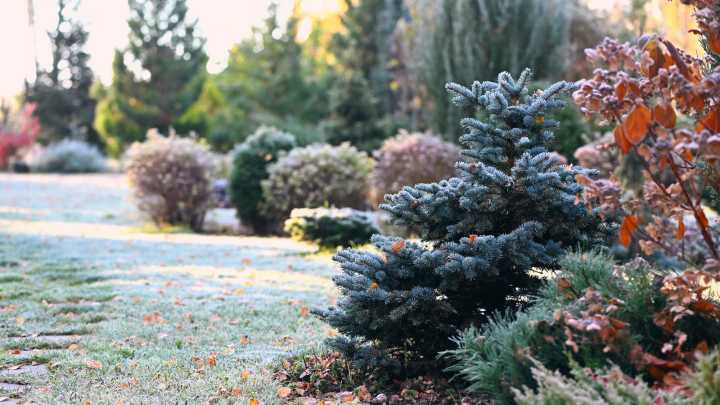 Fall Care Tasks That Will Help Your Evergreen Plants Thrive During Winter