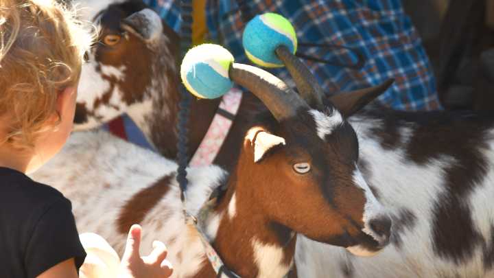 Fair, clear skies to linger in Brevard through weekend