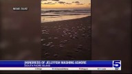 ‘Jellyfish bloom’ in effect at South Padre...