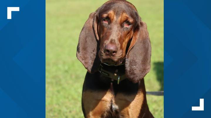 Cobb County Sheriff's Office announces newest K