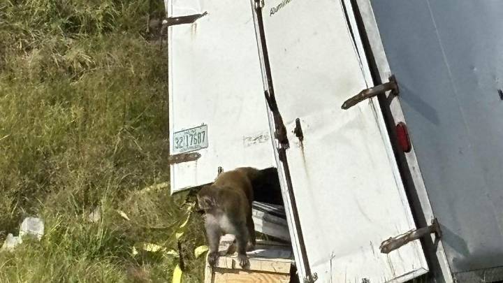 Three Research Monkeys On The Loose After Truck Overturns On Highway