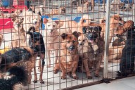 Palm Springs Animal Shelter Hosts Donation Drive for Pets Waiting for Adoption