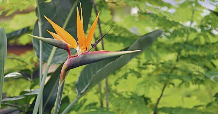 La flor ave del paraíso: historia, características y usos