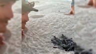 Un chico fue a asustar a unas gaviotas para reírse y así impidió que se comieran a unas tortugas bebés