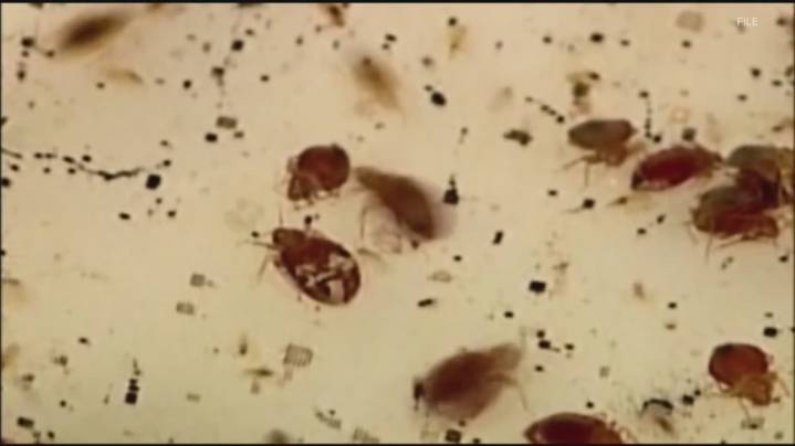 Shelby County government office temporarily closed due to bed bug infestation