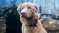 Does The Dog Die In Good Boy? Your Most Important Question Answered