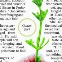 NATURE'S NIBBLES