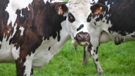 Muere la mujer que fue golpeada por una vaca en un desfile de ganado de San Froilán