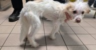 Cruel woman starved her dogs - then tried to pass them off as strays