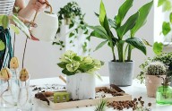 Estas son las 5 plantas ideales para interiores, según un experto