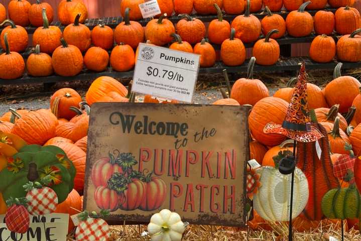 Butler’s Orchard’s guide to picking the perfect pumpkin