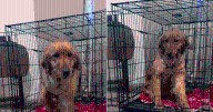 Golden Retriever Dumped for Being “Annoying” Finds Love Again