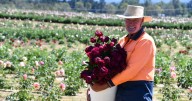 Profiting from peonies and weddings on an Arding small acreage