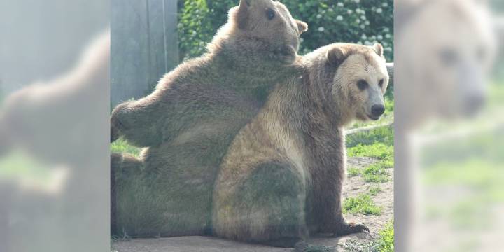 Henry Vilas Zoo saying goodbye to 2 grizzly bears, welcoming new polar bears soon