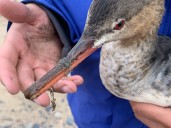 U.P. bird counters spring into action to help this unusual