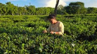 Not only tea, but tea blossoms: Nagaland University-led study reveals hidden health potential