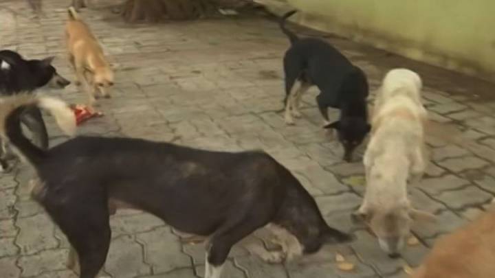 Bhubaneswar records over 47,000 stray dogs; count higher than state and national averages