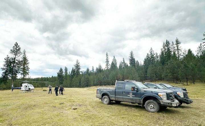 Grizzly bear involved in East Kootenay attack found dead