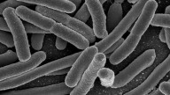 Los virus diseñados por IA ya están aquí y ya están matando bacterias