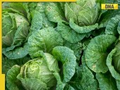 Plastic Cabbage vs Real Cabbage: Simple home tests to identify fake vegetables t