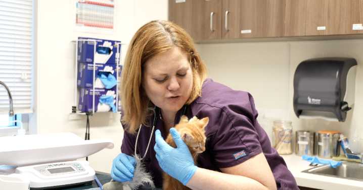 The Humane Society of Southern Arizona's second chance fund is asking for donations