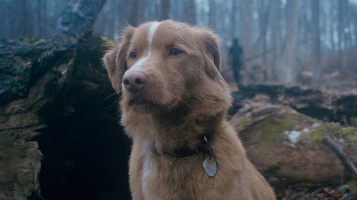 How Good Boy Preys On Everyone's Biggest Horror Movie Fear