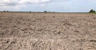 Productores de Matamoros dejan de trabajar tierras por falta de apoyos federales