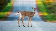 PennDOT reminds drivers to watch for deer on roadways