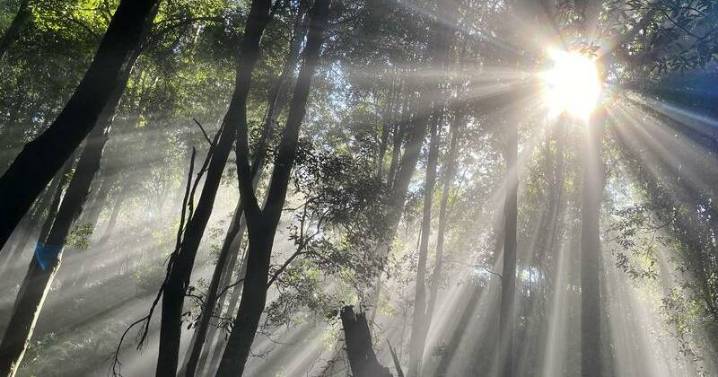 Bark stripped off Labor's landmark environmental reform