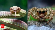 Snakes vs. Spiders: Understanding their venom and behaviour; which poses greater risk to humans