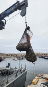 Sernapesca devolvió al mar 600 kilos de machas incautadas por la Armada en Caldera