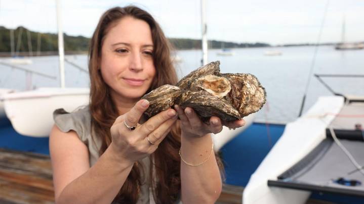 'Off to college': Oysters, grown slightly, head to harbors