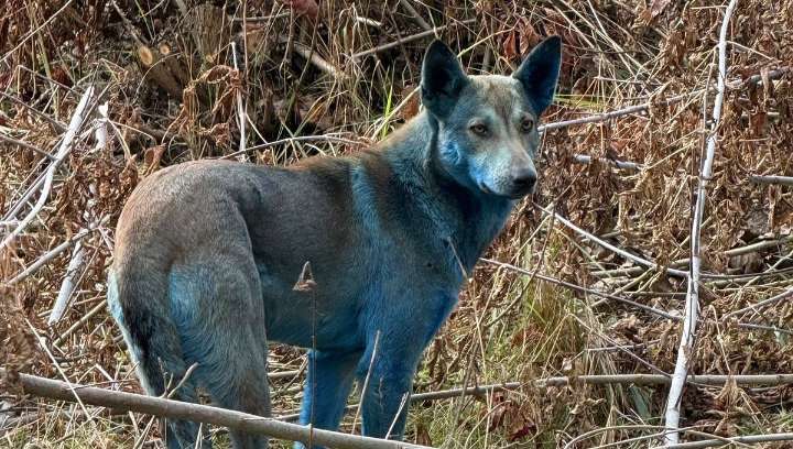 Blue Dogs Have Been Spotted In Chernobyl Exclusion Zone: What Is Going On?