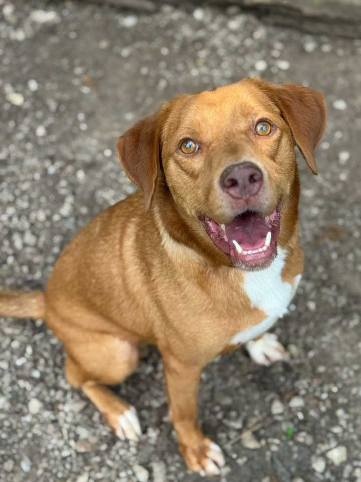 Pet of the Day: Rover