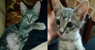 Ciudadanos exigen justicia por el gato "Misho" con plantón frente a la Fiscalía de Gregorio Albarracín